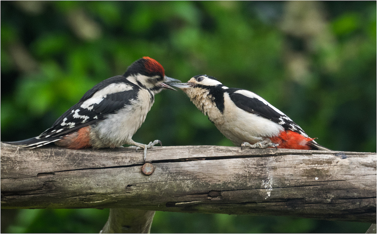 Great Spotted Woodpecker and Young